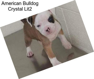 American Bulldog Crystal Lit2