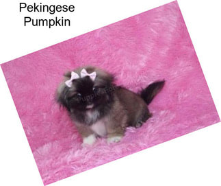 Pekingese Pumpkin