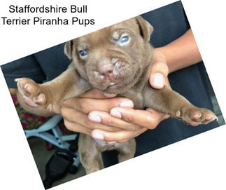 Staffordshire Bull Terrier Piranha Pups