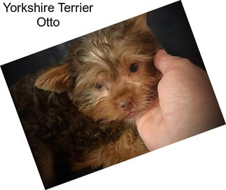 Yorkshire Terrier Otto