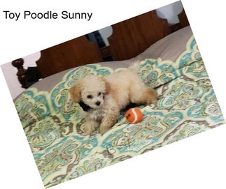 Toy Poodle Sunny