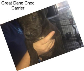 Great Dane Choc Carrier