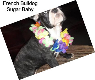 French Bulldog Sugar Baby