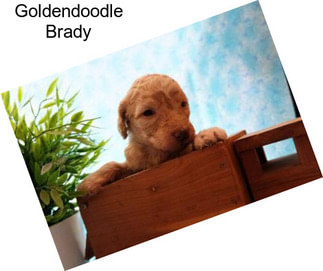 Goldendoodle Brady