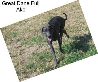 Great Dane Full Akc