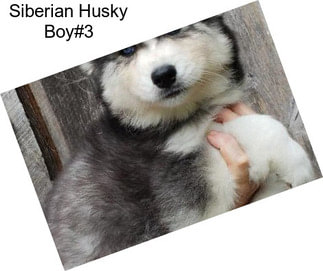 Siberian Husky Boy#3