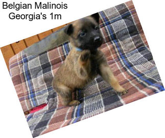 Belgian Malinois Georgia\'s 1m
