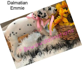 Dalmatian Emmie