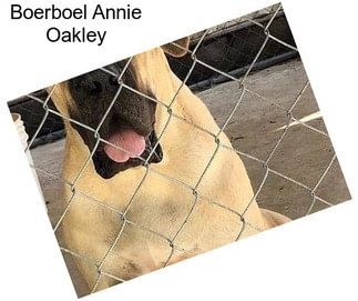 Boerboel Annie Oakley