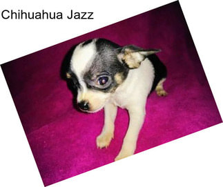 Chihuahua Jazz