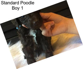 Standard Poodle Boy 1