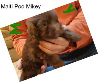 Malti Poo Mikey