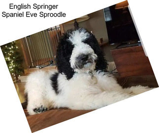 English Springer Spaniel Eve Sproodle