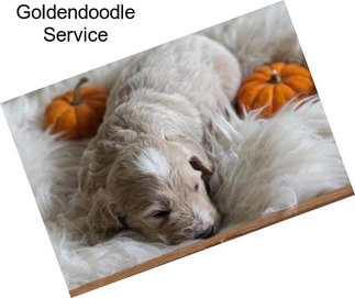 Goldendoodle Service