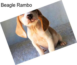 Beagle Rambo