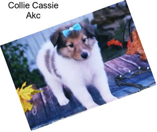 Collie Cassie Akc