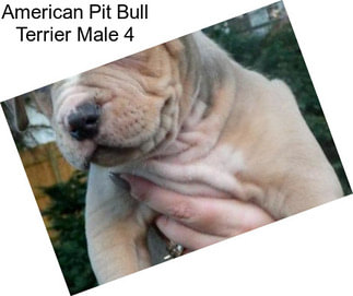 American Pit Bull Terrier Male 4