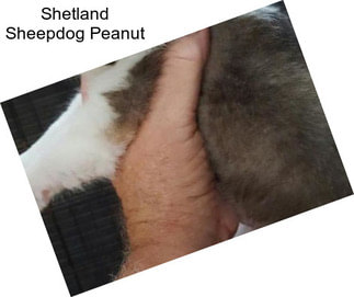Shetland Sheepdog Peanut