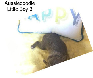 Aussiedoodle Little Boy 3