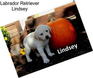 Labrador Retriever Lindsey