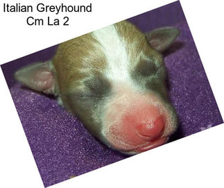 Italian Greyhound Cm La 2