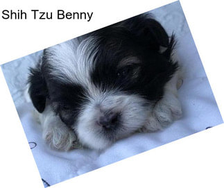 Shih Tzu Benny