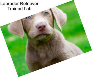 Labrador Retriever Trained Lab