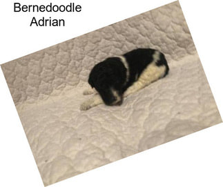 Bernedoodle Adrian