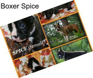 Boxer Spice