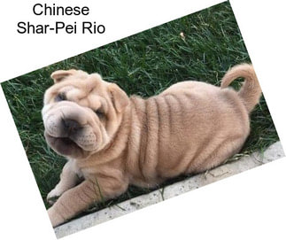 Chinese Shar-Pei Rio