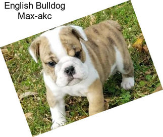 English Bulldog Max-akc