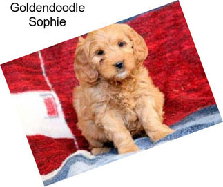 Goldendoodle Sophie