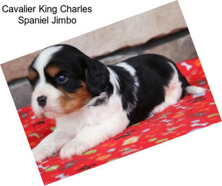 Cavalier King Charles Spaniel Jimbo