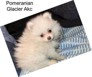 Pomeranian Glacier Akc