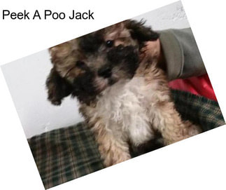 Peek A Poo Jack