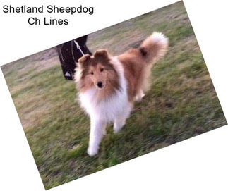 Shetland Sheepdog Ch Lines