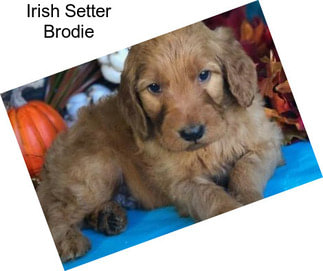Irish Setter Brodie