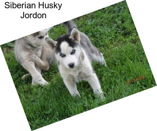 Siberian Husky Jordon