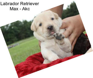 Labrador Retriever Max - Akc