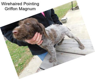 Wirehaired Pointing Griffon Magnum