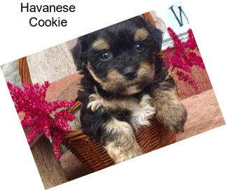 Havanese Cookie