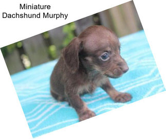 Miniature Dachshund Murphy