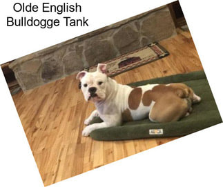 Olde English Bulldogge Tank