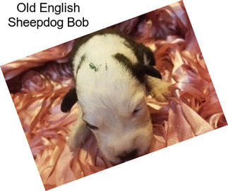 Old English Sheepdog Bob
