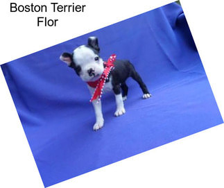 Boston Terrier Flor