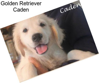 Golden Retriever Caden