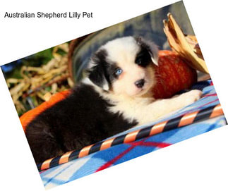 Australian Shepherd Lilly Pet