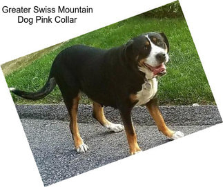 Greater Swiss Mountain Dog Pink Collar