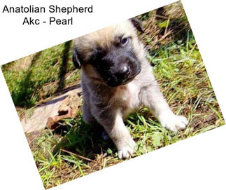 Anatolian Shepherd Akc - Pearl