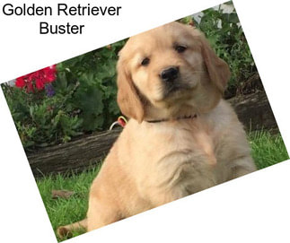 Golden Retriever Buster